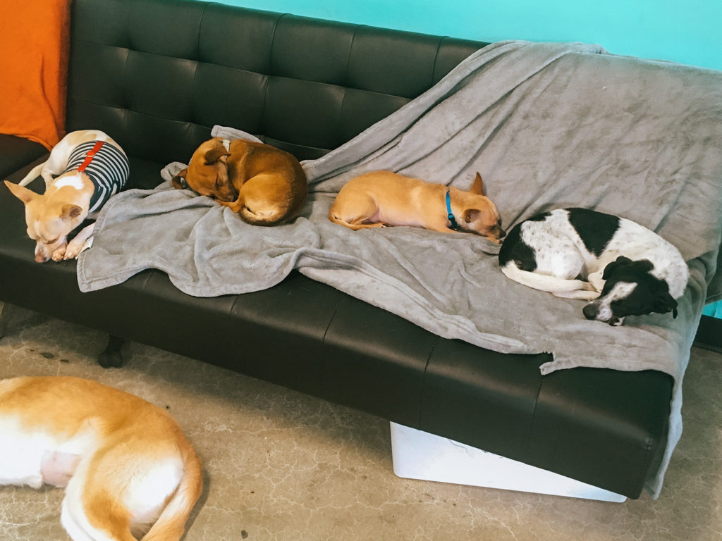 Nap time at the Dog Cafe