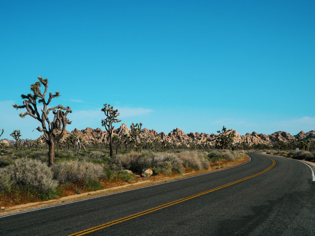 Road through Joshua Tree Natinal Park
