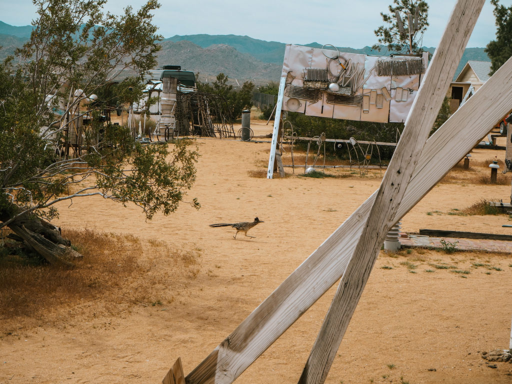 Things to do in Joshua Tree