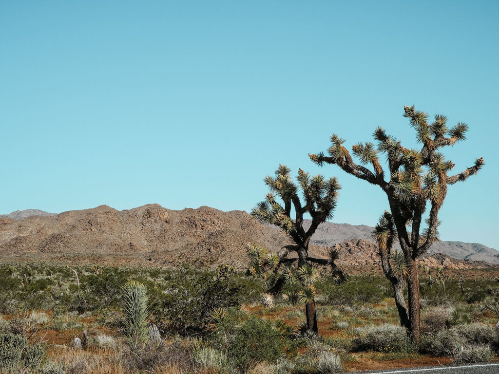 Joshua Tree Must-Visit National Park in the Southwest