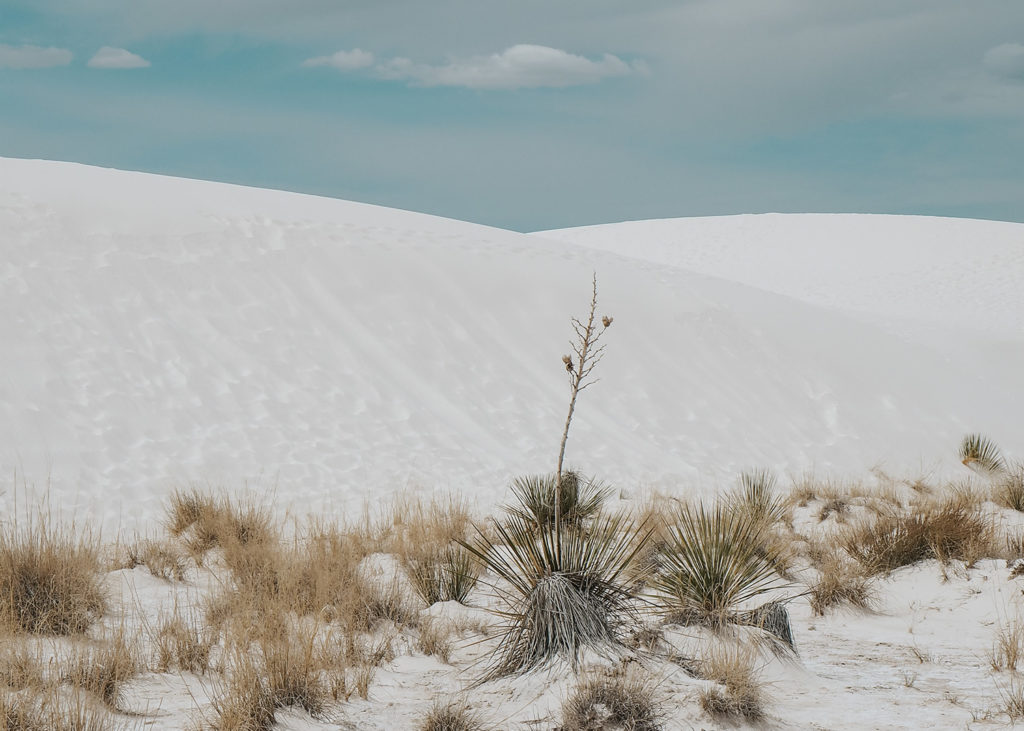 Sand Dunes and Agave Plants at White Sands National Monument