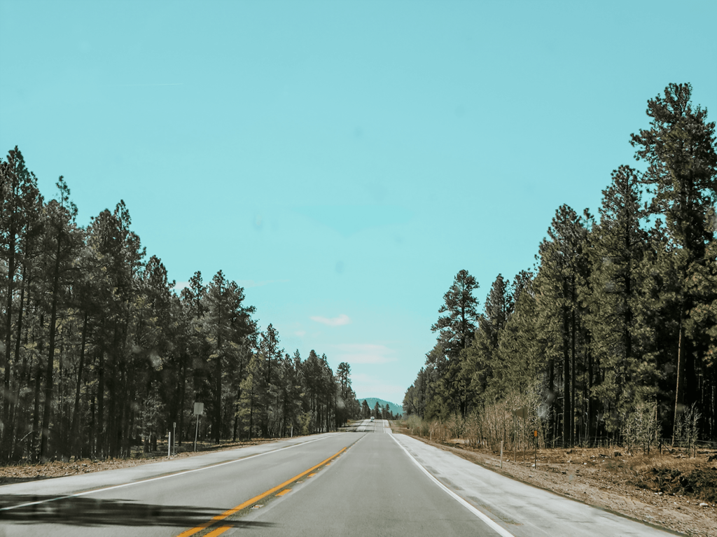 Southwest Road Trip image shows a road aligned by pine trees in Flagstaff, Arizona